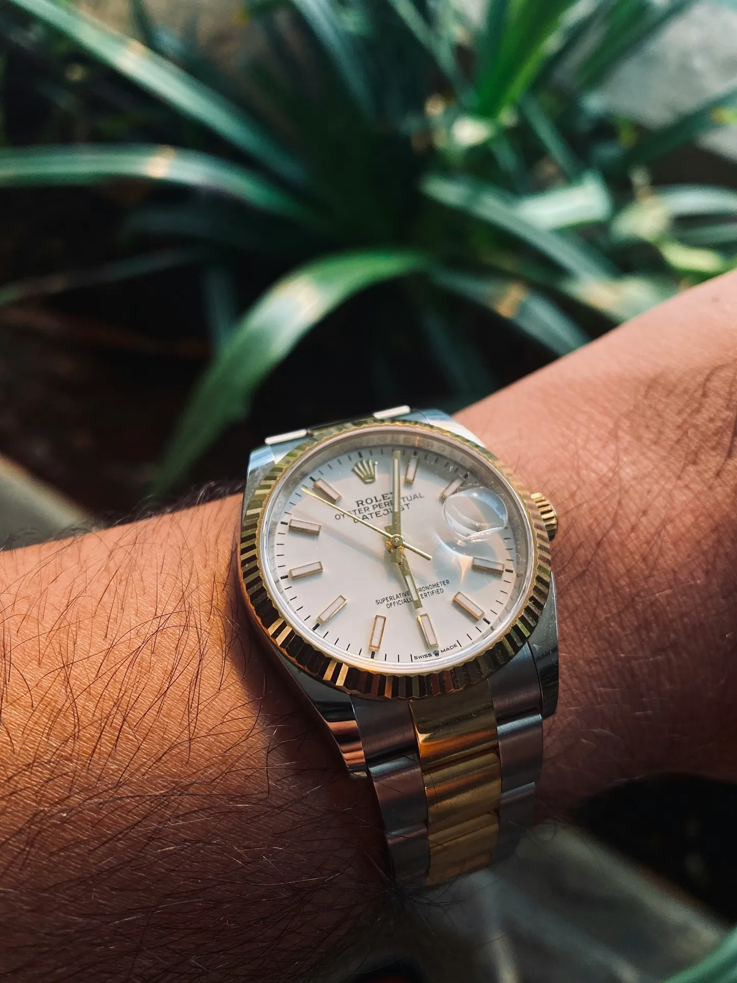 Rolex Datejust two-tone with white dial worn on wrist against green foliage